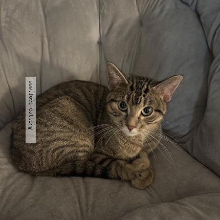 Photo 3/3 Found cat Found in Maplewood