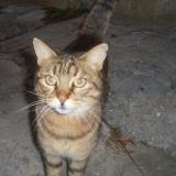 Picture of cat found at Thoard