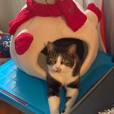 Picture of cat lost at Bavans