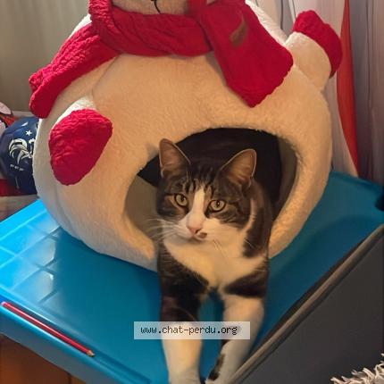 Photo 1/1 Touny Chat lost in Bavans