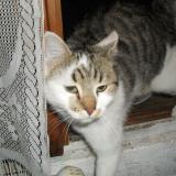 Picture of cat found at Thoard