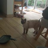 Picture of cat found at Sainte Clotilde