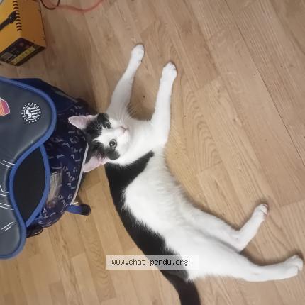 Photo 1/1 Clovis Chat lost in Quincy voisins