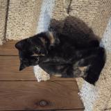 Picture of cat lost at New Salem