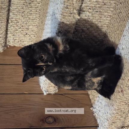 Photo 1/1 Little shit Chat lost in New salem