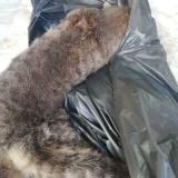 Picture of cat found at Saint Genis Laval