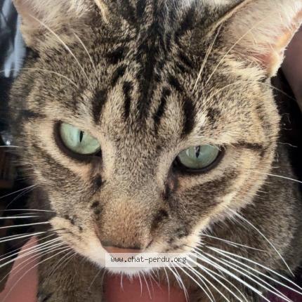 Photo 1/1 Soma Chat lost in Talence