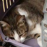 Picture of cat lost at Ferrieres En Brie