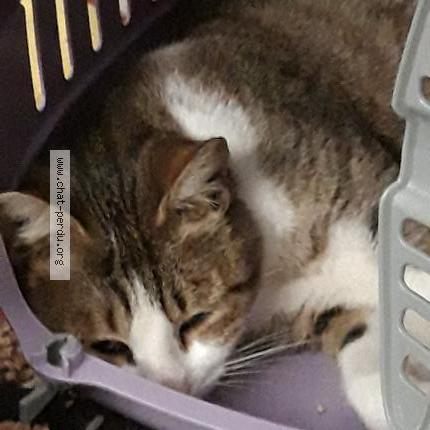 Photo 1/2 Lili Chat lost in Ferrieres en brie