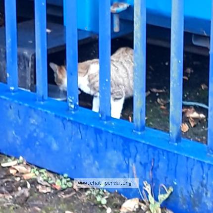 Photo 2/2 Lili Chat lost in Ferrieres en brie