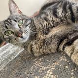 Picture of cat lost at Vars Sur Roseix