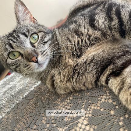 Photo 1/2 Vyctoire Chat lost in Vars sur roseix