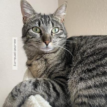 Photo 2/2 Vyctoire Chat lost in Vars sur roseix