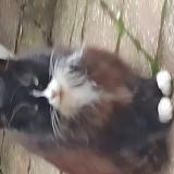 Picture of cat found at Willems