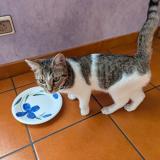 Picture of cat found at Saint Jean De Maurienne