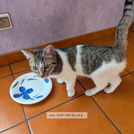 Photo 1/1 Found cat Found in Saint jean de maurienne