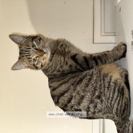 Photo 1/1 Chataigne Chat lost in Bry sur marne