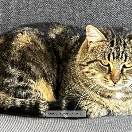 Photo 1/1 Raoul Chat lost in Angers