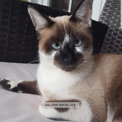 Photo 1/1 Salem Chat lost in Cantenay epinard