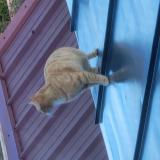 Picture of cat found at Loos