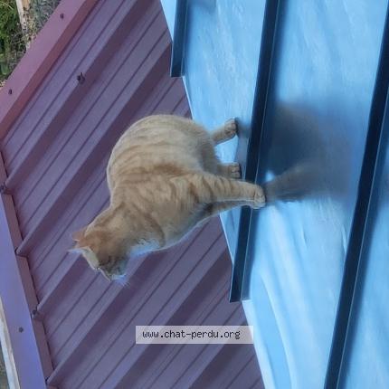 Photo 1/1 Found cat Found in Loos