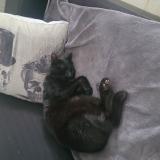 Picture of cat lost at Tripleville