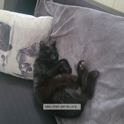 Photo 1/1 Uno Chat lost in Tripleville