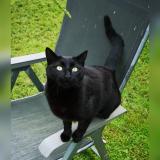 Picture of cat lost at Issepts