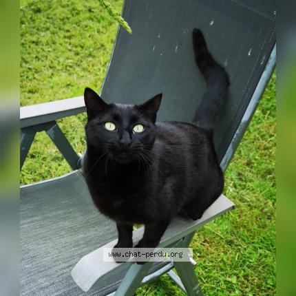 Photo 1/1 APOLLO Chat lost in Issepts