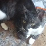 Picture of cat lost at Gray La Ville