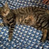 Picture of cat found at Vitry Sur Seine