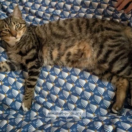 Photo 1/1 Found cat Found in Vitry sur seine