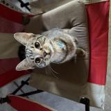 Picture of cat lost at Pompano Beach