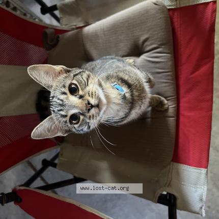 Photo 1/1 Minerva Chat lost in Pompano beach