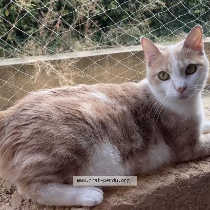 Photo 1/1 Loupia Chat lost in Carquefou