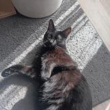 Picture of cat lost at Villiers Charlemagne