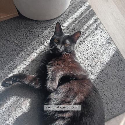 Photo 1/1 Saphir Chat lost in Villiers charlemagne