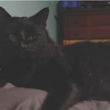 Picture of cat lost at Trafford