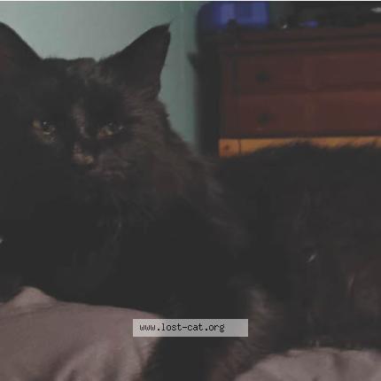 Photo 1/1 Rex Chat lost in Trafford