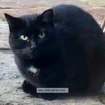 Photo 1/1 Found cat Found in Bonnevaux