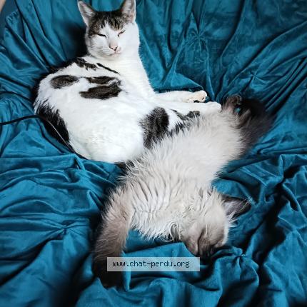 Photo 1/1 Linux Chat lost in Estavayer le lac