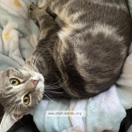 Photo 1/1 Abyss Chat lost in Terrasson lavilledieu