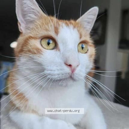 Photo 1/1 DIAVAL Chat lost in Saint jean de monts