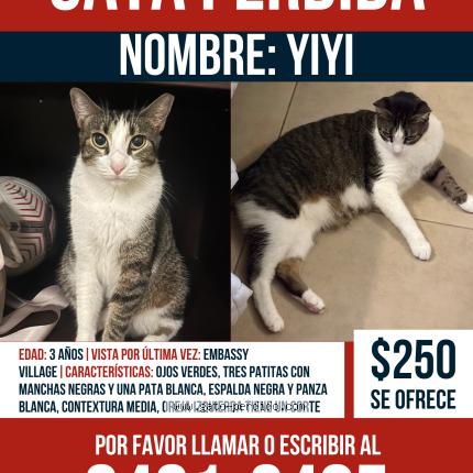 Photo 1/1 Yiyi Chat lost in Panama clayton embassy village