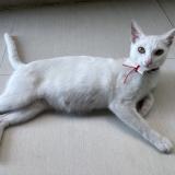 Picture of cat lost at Cebu City Busay