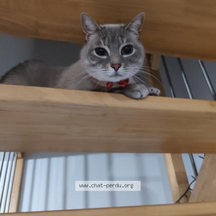 Photo 1/1 Isaho Chat lost in Orleix