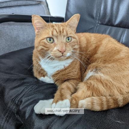 Photo 1/1 Reunited cat Lost in Saint Jean Sur Ric