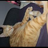 Picture of cat lost at Valence