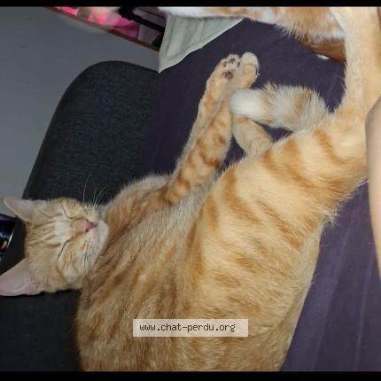 Photo 1/1 Tayo Chat lost in Valence