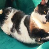 Picture of cat lost at Laval